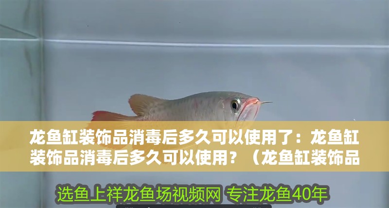 龍魚缸裝飾品消毒后多久可以使用了：龍魚缸裝飾品消毒后多久可以使用？（龍魚缸裝飾品消毒后多久可以更換裝飾品，龍魚缸裝飾品需要注意）
