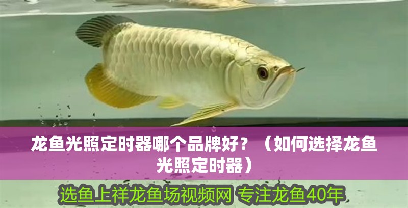 龍魚光照定時器哪個品牌好？（如何選擇龍魚光照定時器）