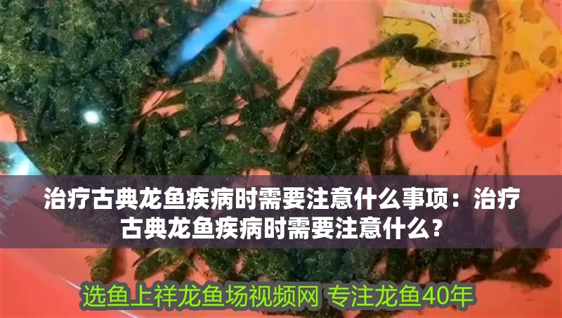 治療古典龍魚疾病時(shí)需要注意什么事項(xiàng)：治療古典龍魚疾病時(shí)需要注意什么？