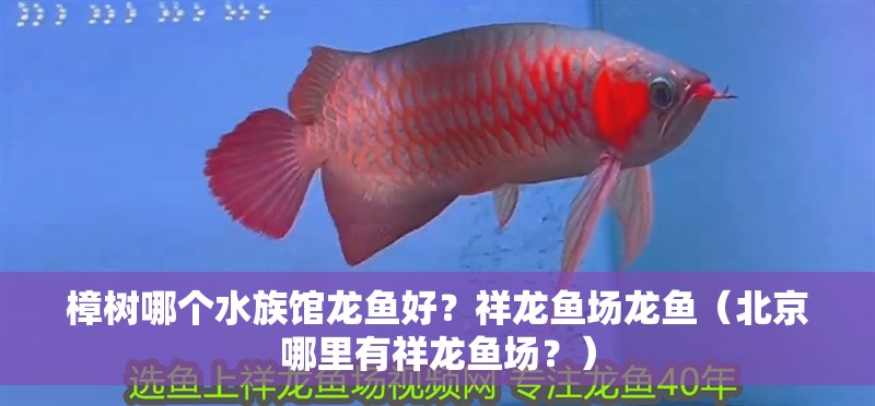 樟樹哪個水族館龍魚好？祥龍魚場龍魚（北京哪里有祥龍魚場？）