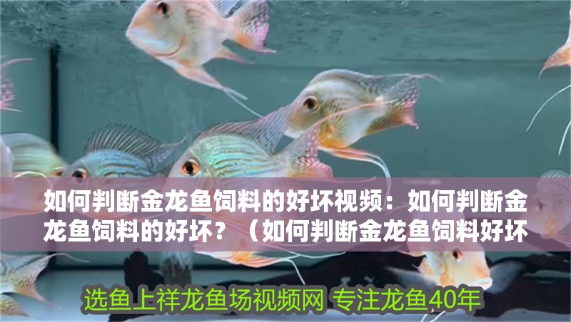 如何判斷金龍魚飼料的好壞視頻：如何判斷金龍魚飼料的好壞？（如何判斷金龍魚飼料好壞）