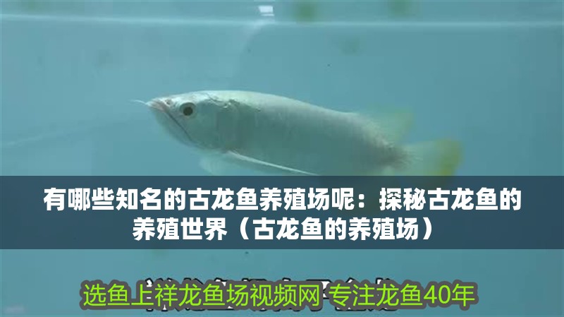 有哪些知名的古龍魚養殖場呢：探秘古龍魚的養殖世界（古龍魚的養殖場）