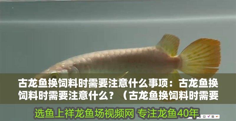 古龍魚換飼料時需要注意什么事項：古龍魚換飼料時需要注意什么？（古龍魚換飼料時需要注意的事項包括古龍魚的實際需求和體重需求）