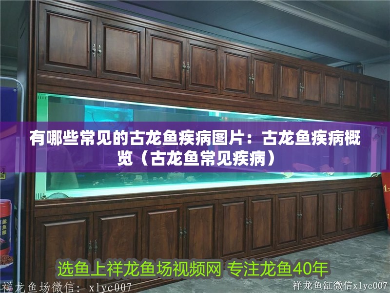 有哪些常見的古龍魚疾病圖片：古龍魚疾病概覽（古龍魚常見疾病）
