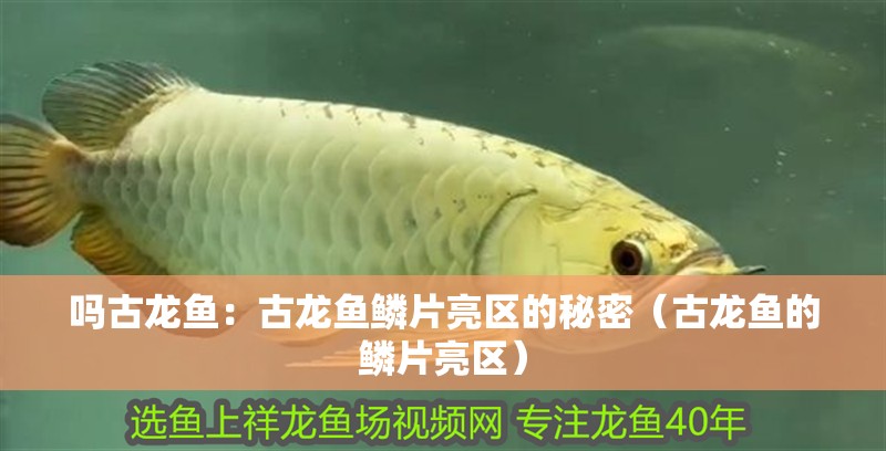 嗎古龍魚：古龍魚鱗片亮區的秘密（古龍魚的鱗片亮區）