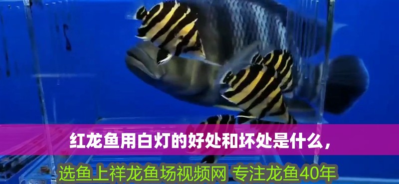 紅龍魚用白燈的好處和壞處是什么， 紅龍魚用白燈的好處和壞處是什么， 觀賞魚百科