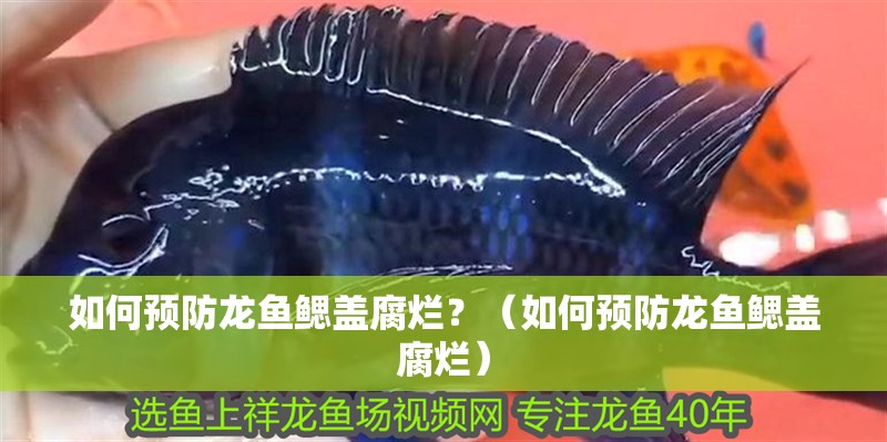 如何預(yù)防龍魚(yú)鰓蓋腐爛？（如何預(yù)防龍魚(yú)鰓蓋腐爛）