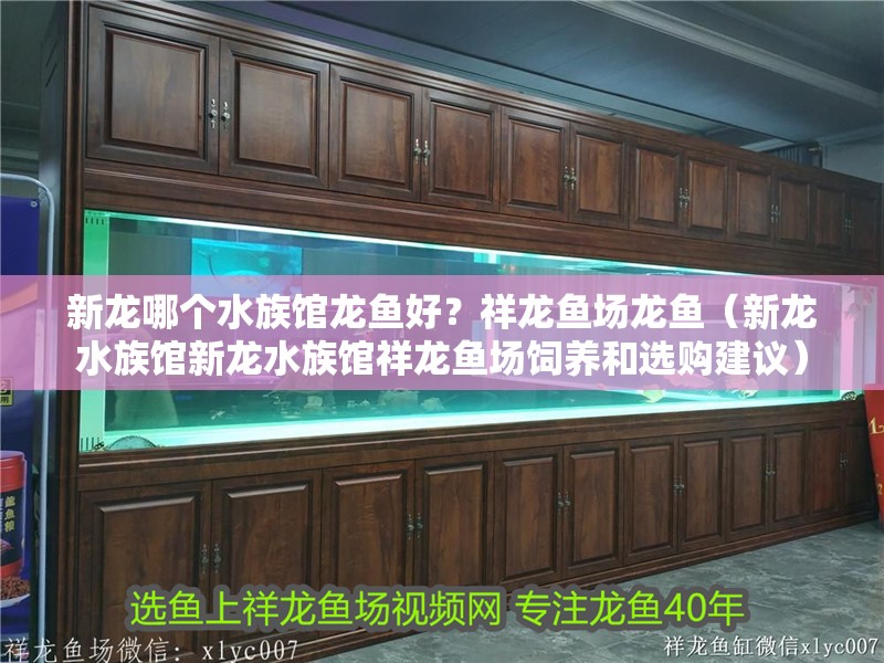 新龍哪個水族館龍魚好？祥龍魚場龍魚（新龍水族館新龍水族館祥龍魚場飼養和選購建議）