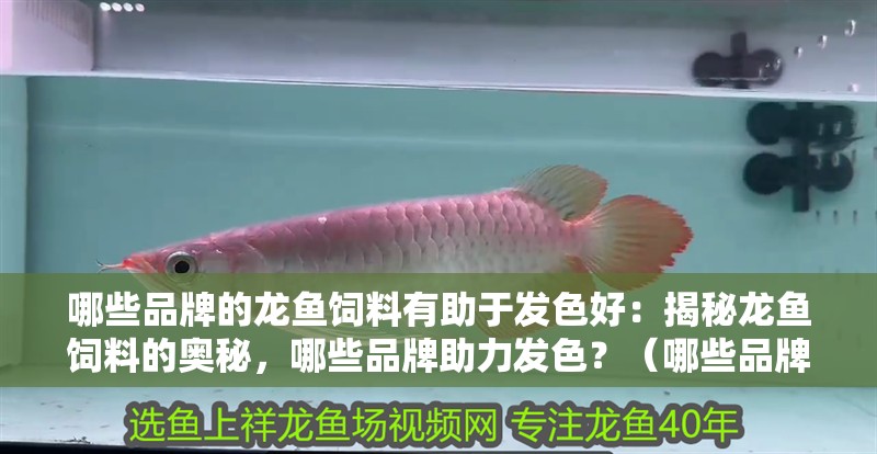 哪些品牌的龍魚飼料有助于發色好：揭秘龍魚飼料的奧秘，哪些品牌助力發色？（哪些品牌的飼料可以促進龍魚發色）