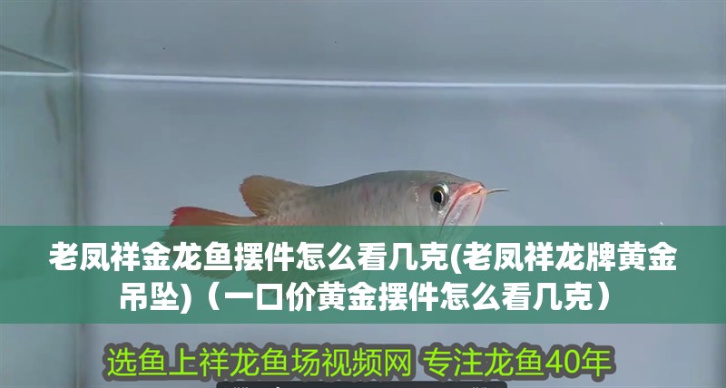 老鳳祥金龍魚擺件怎么看幾克(老鳳祥龍牌黃金吊墜)（一口價黃金擺件怎么看幾克）