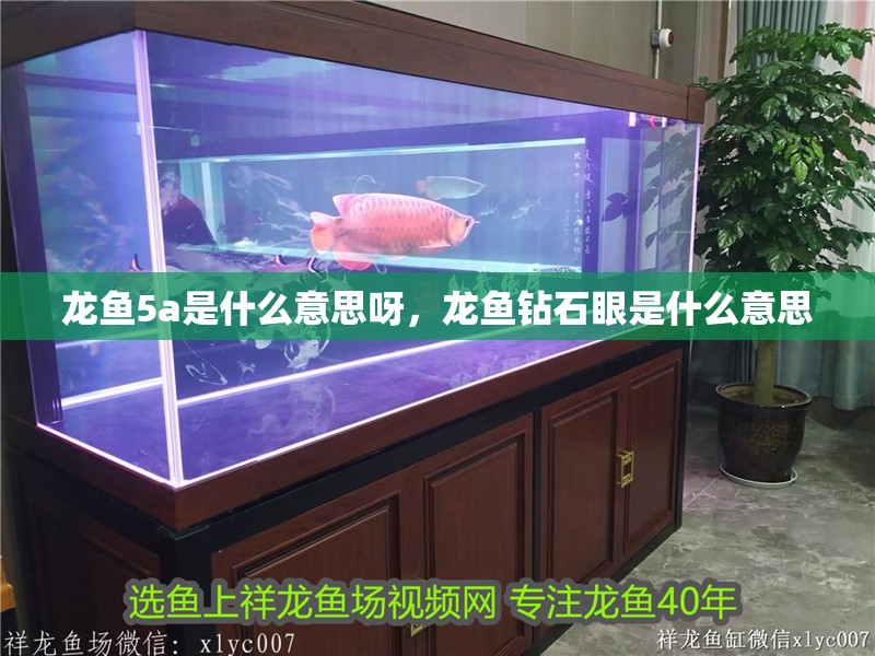 龍魚5a是什么意思呀，龍魚鉆石眼是什么意思