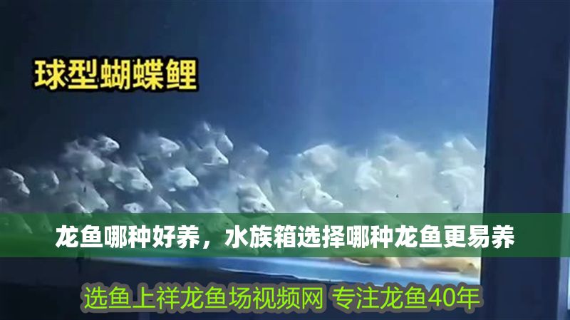 龍魚哪種好養，水族箱選擇哪種龍魚更易養