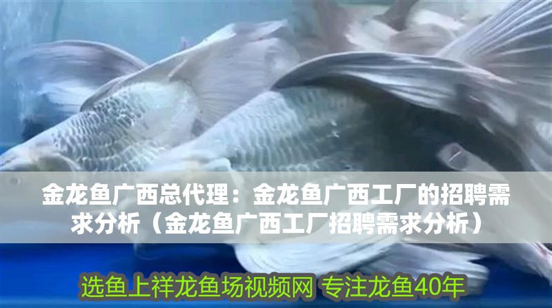 龍魚飼料一次喂多少粒合適（龍魚飼料一次喂多少粒合適呢）