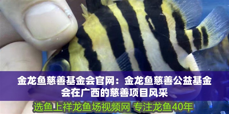 金龍魚慈善基金會官網：金龍魚慈善公益基金會在廣西的慈善項目風采