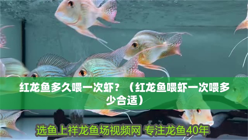 紅龍魚(yú)多久喂一次蝦？（紅龍魚(yú)喂蝦一次喂多少合適）