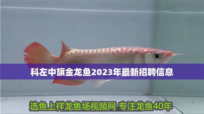 <strong><mark>科左中旗</mark></strong>金龍魚2023年最新招聘信息