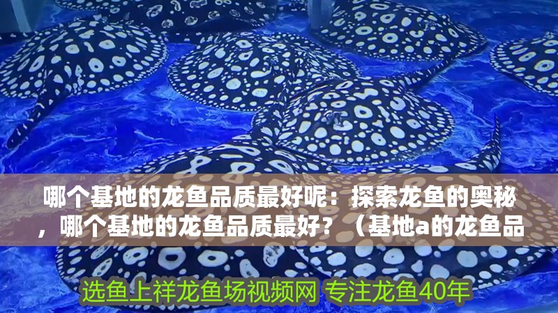 哪個基地的龍魚品質最好呢：探索龍魚的奧秘，哪個基地的龍魚品質最好？（基地a的龍魚品質最佳，基地a和基地a的龍魚品質最佳）