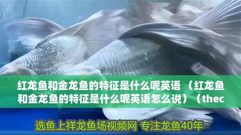 紅龍魚和金龍魚的特征是什么呢英語 （紅龍魚和金龍魚的特征是什么呢英語怎么說）（thecharacteristicsofredandgoldendragon）