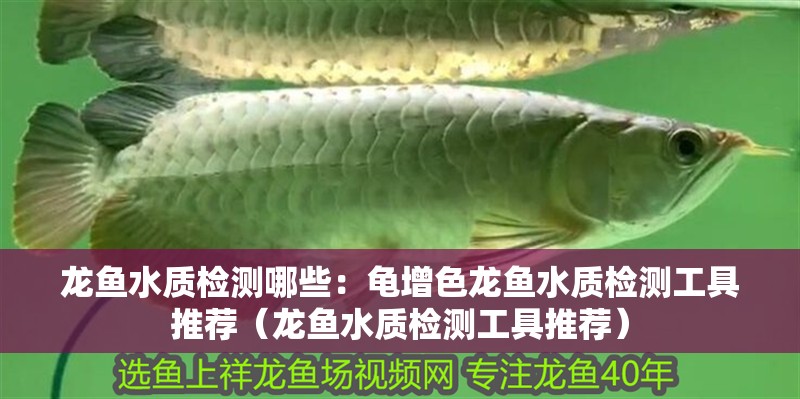 龍魚水質檢測哪些：龜增色龍魚水質檢測工具推薦（龍魚水質檢測工具推薦）