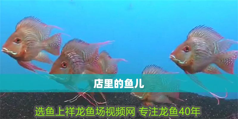 店里的魚兒 店里的魚兒 全國水族館企業名錄 第5張