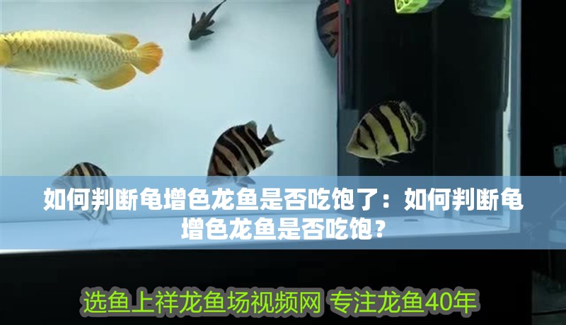 如何判斷龜增色龍魚是否吃飽了：如何判斷龜增色龍魚是否吃飽？