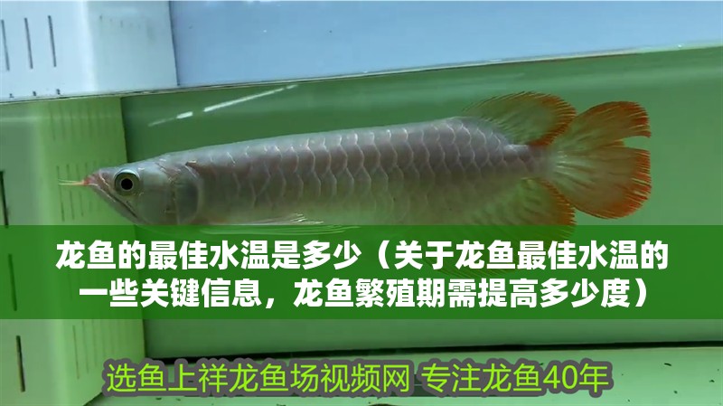 龍魚的最佳水溫是多少（關于龍魚最佳水溫的一些關鍵信息，龍魚繁殖期需提高多少度）