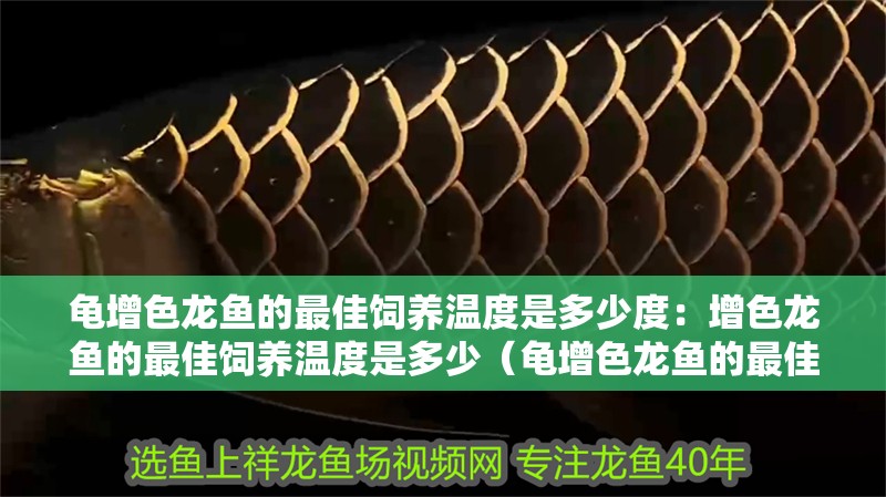 龜增色龍魚的最佳飼養(yǎng)溫度是多少度：增色龍魚的最佳飼養(yǎng)溫度是多少（龜增色龍魚的最佳飼養(yǎng)溫度）