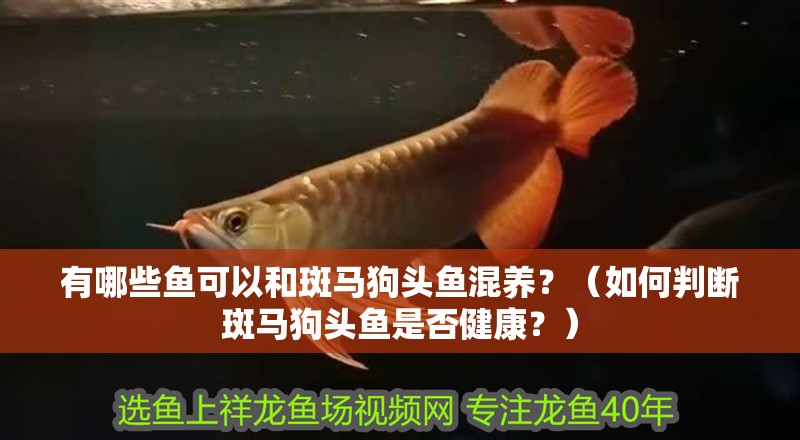 有哪些魚可以和斑馬狗頭魚混養？（如何判斷斑馬狗頭魚是否健康？）