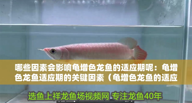 哪些因素會影響龜增色龍魚的適應期呢：龜增色龍魚適應期的關鍵因素（龜增色龍魚的適應期）
