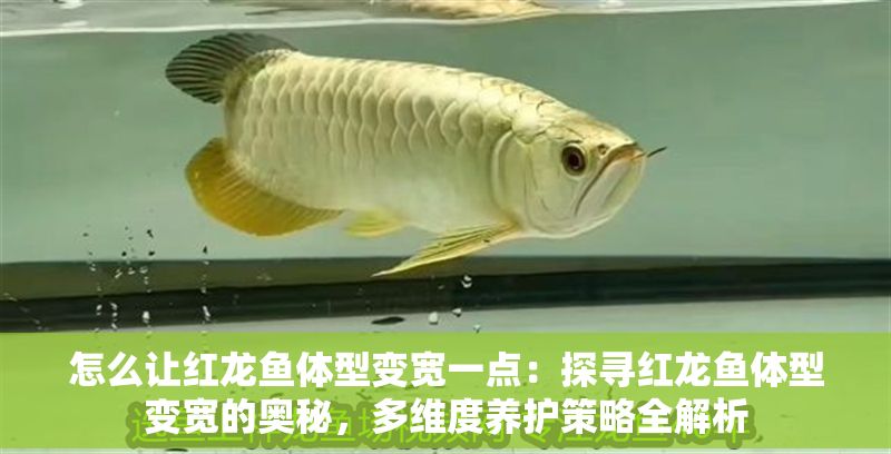 怎么讓紅龍魚體型變寬一點：探尋紅龍魚體型變寬的奧秘，多維度養護策略全解析