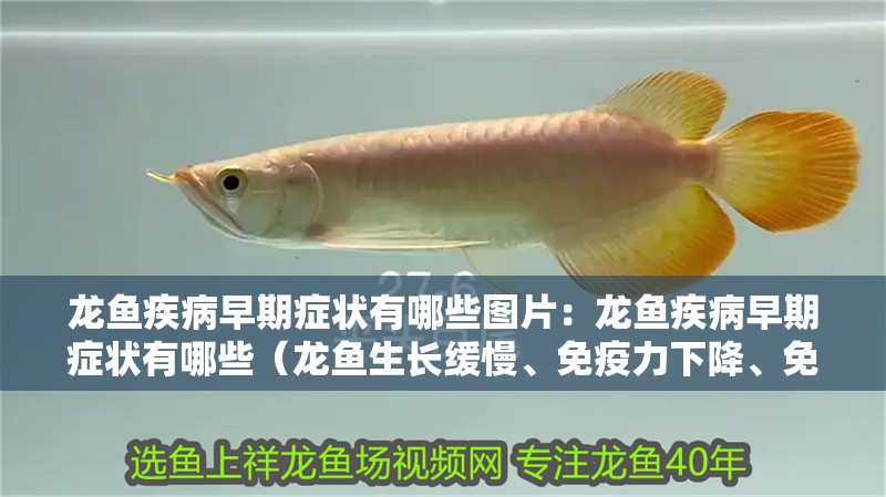 龍魚(yú)疾病早期癥狀有哪些圖片：龍魚(yú)疾病早期癥狀有哪些（龍魚(yú)生長(zhǎng)緩慢、免疫力下降、免疫力下降、免疫力下降）