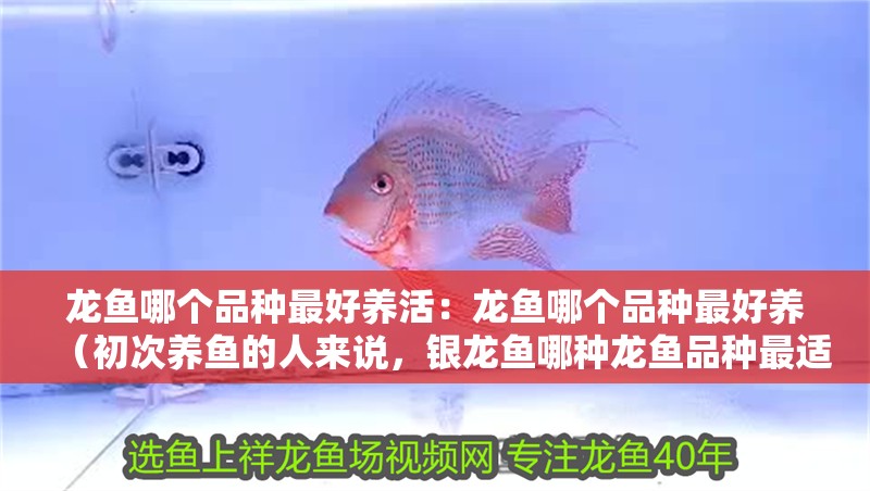 龍魚哪個品種最好養活：龍魚哪個品種最好養（初次養魚的人來說，銀龍魚哪種龍魚品種最適合初學者養殖）