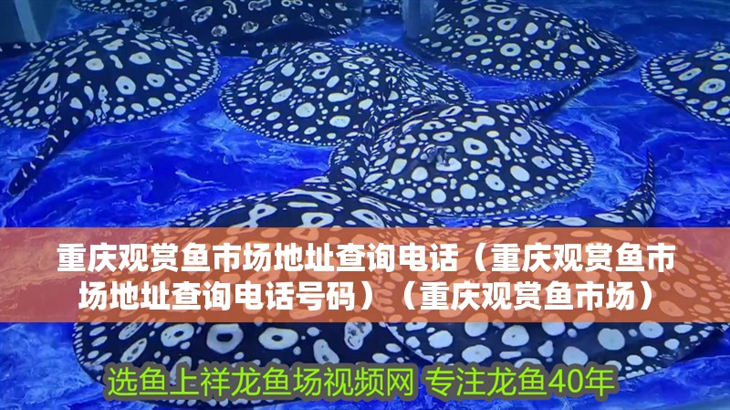 重慶觀賞魚市場地址查詢電話（重慶觀賞魚市場地址查詢電話號碼）（重慶觀賞魚市場）