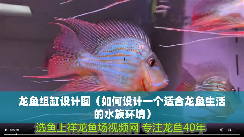 龍魚組缸設(shè)計圖（如何設(shè)計一個適合龍魚生活的水族環(huán)境）