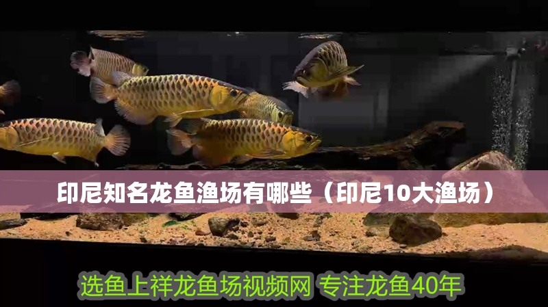 印尼知名龍魚漁場有哪些（印尼10大漁場）
