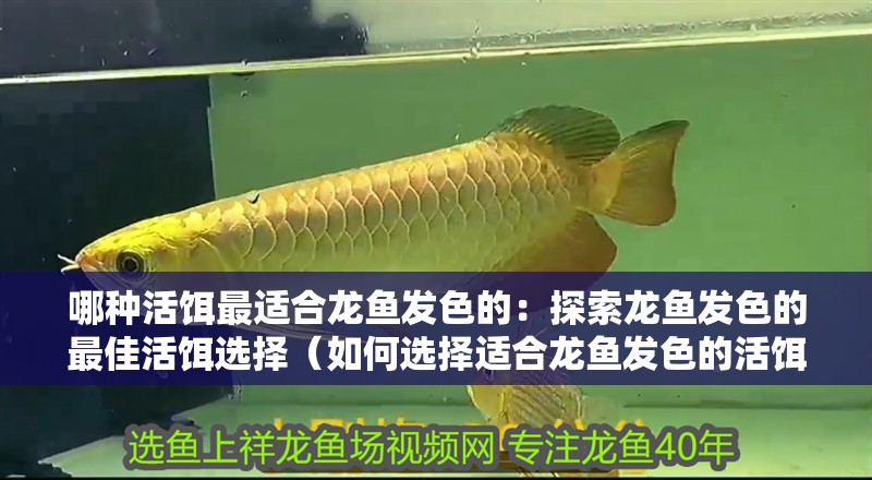 哪種活餌最適合龍魚發色的：探索龍魚發色的最佳活餌選擇（如何選擇適合龍魚發色的活餌）