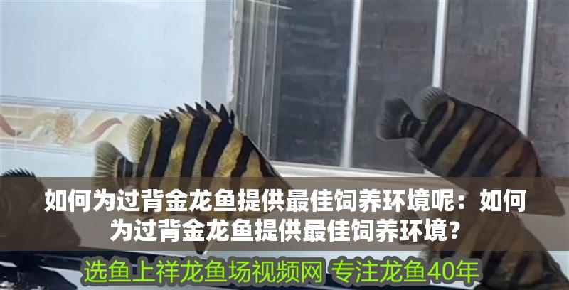 如何為過(guò)背金龍魚(yú)提供最佳飼養(yǎng)環(huán)境呢：如何為過(guò)背金龍魚(yú)提供最佳飼養(yǎng)環(huán)境？