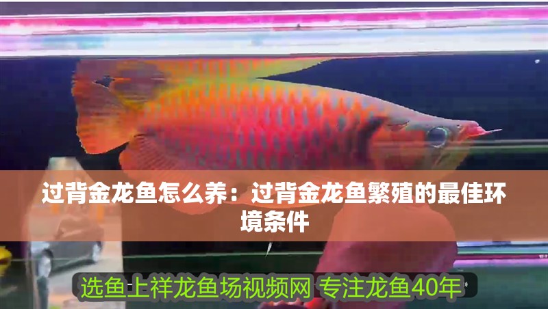 過(guò)背金龍魚(yú)怎么養(yǎng)：過(guò)背金龍魚(yú)繁殖的最佳環(huán)境條件