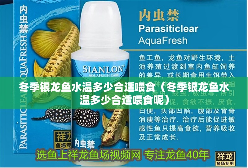 冬季銀龍魚水溫多少合適喂食（冬季銀龍魚水溫多少合適喂食呢）