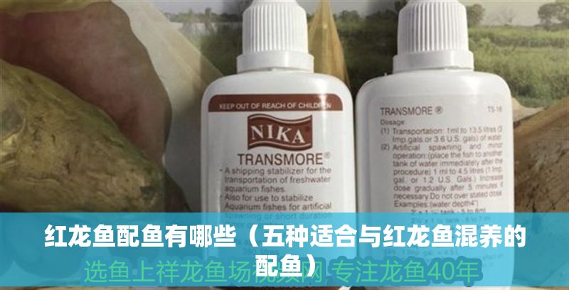 紅龍魚配魚有哪些（五種適合與紅龍魚混養的配魚）