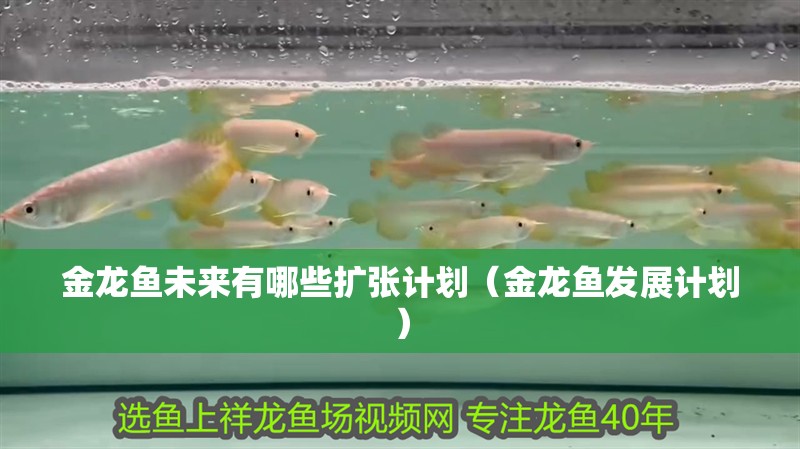 金龍魚未來有哪些擴張計劃（金龍魚發展計劃）