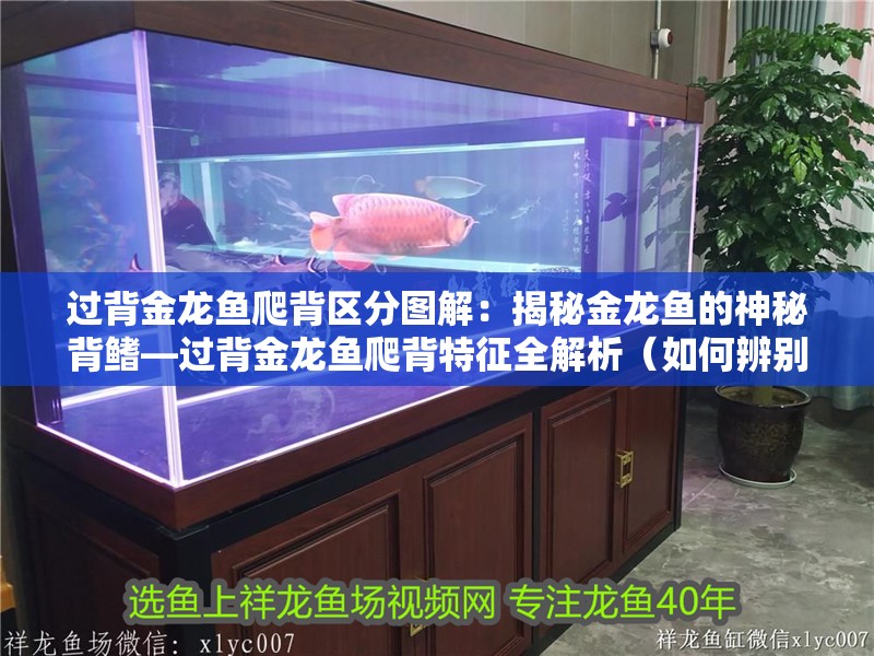 過背金龍魚爬背區分圖解：揭秘金龍魚的神秘背鰭—過背金龍魚爬背特征全解析（如何辨別金龍魚過背金龍魚）