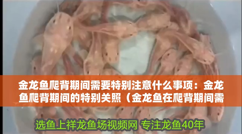 金龍魚爬背期間需要特別注意什么事項：金龍魚爬背期間的特別關照（金龍魚在爬背期間需要特別注意的幾個方面）