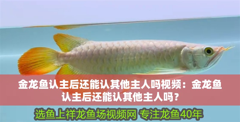 金龍魚(yú)認(rèn)主后還能認(rèn)其他主人嗎視頻：金龍魚(yú)認(rèn)主后還能認(rèn)其他主人嗎？