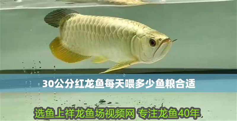 30公分紅龍魚每天喂多少魚糧合適