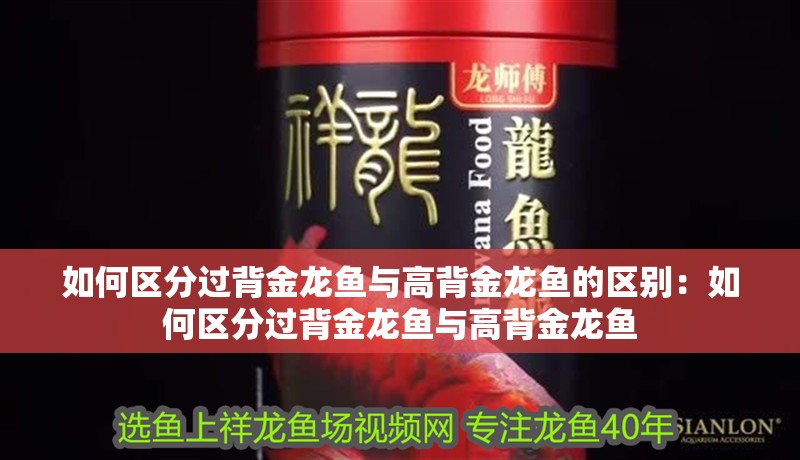 如何區(qū)分過背金龍魚與高背金龍魚的區(qū)別：如何區(qū)分過背金龍魚與高背金龍魚