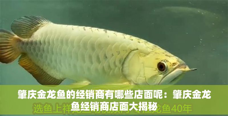 肇慶金龍魚的經銷商有哪些店面呢：肇慶金龍魚經銷商店面大揭秘