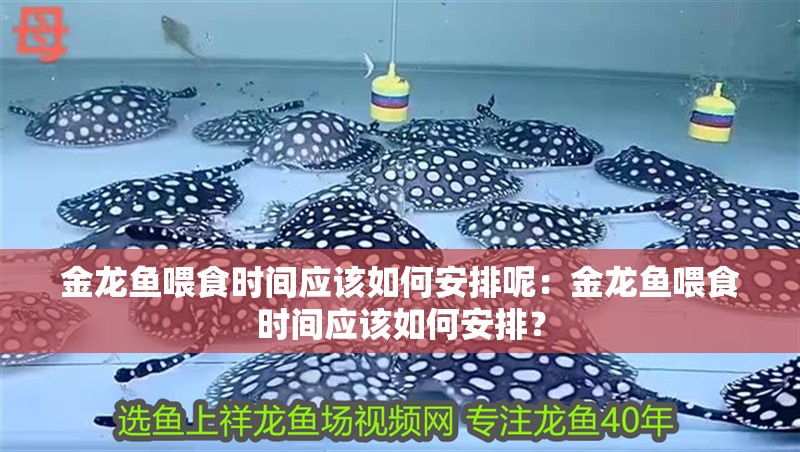 金龍魚喂食時間應該如何安排呢：金龍魚喂食時間應該如何安排？
