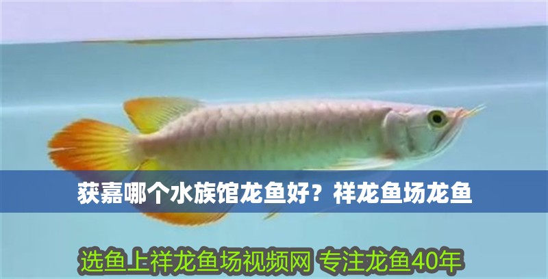 獲嘉哪個水族館龍魚好？祥龍魚場龍魚