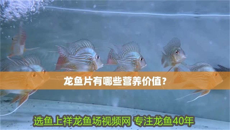 龍魚片有哪些營(yíng)養(yǎng)價(jià)值？